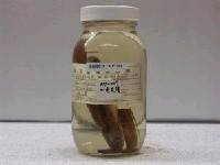 藏品(臺灣鏟頜魚)的圖片